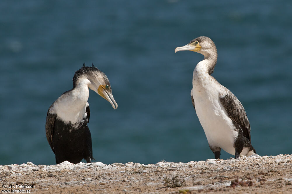 Great Cormorant