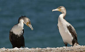 Great Cormorant