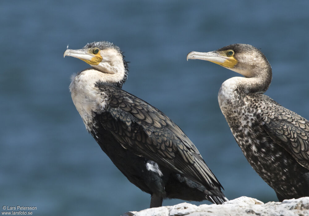 Great Cormorant