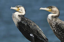 Great Cormorant