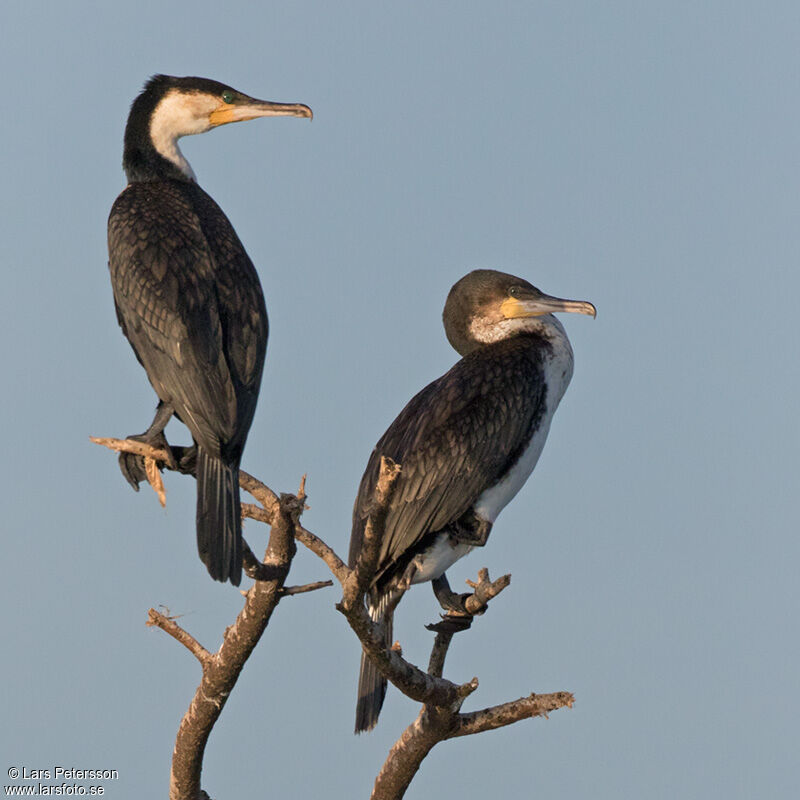 Great Cormorant