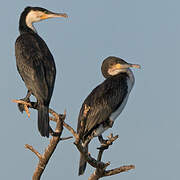 Great Cormorant