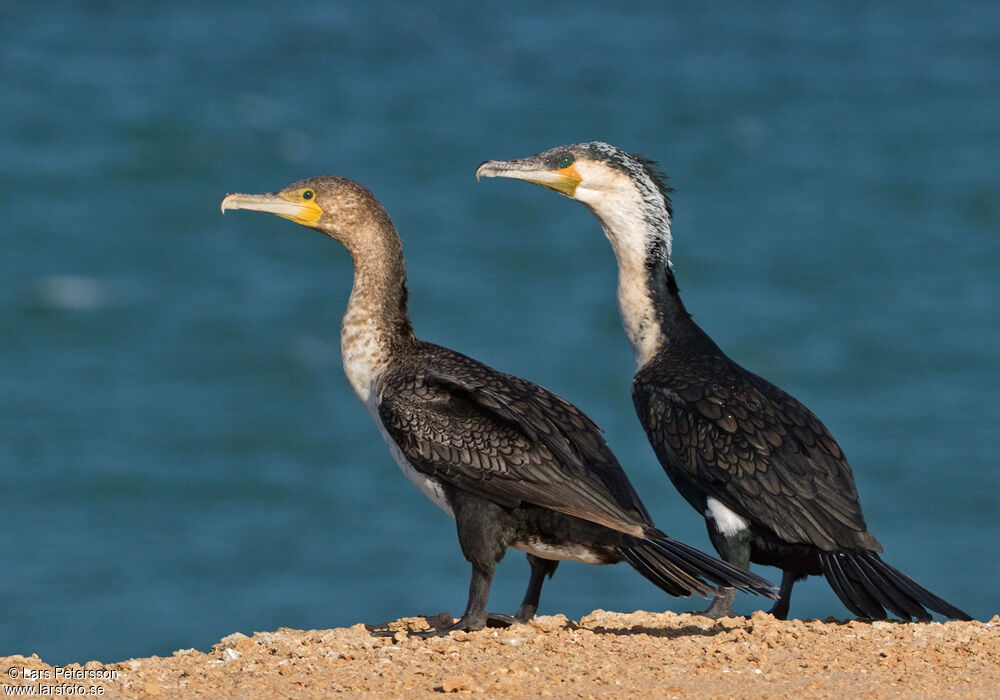 Great Cormorant