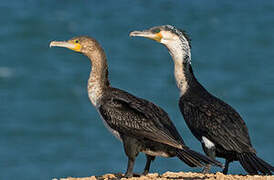 Great Cormorant