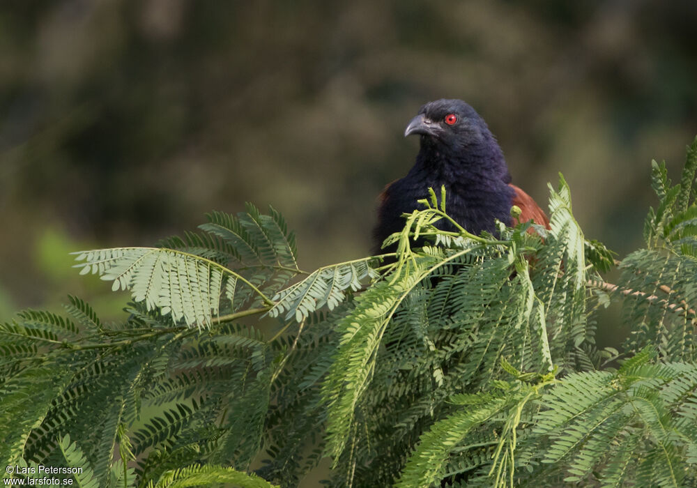 Grand Coucal