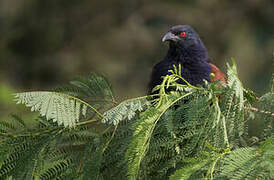 Greater Coucal