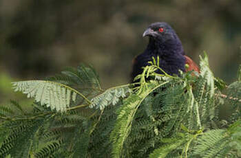 Grand Coucal