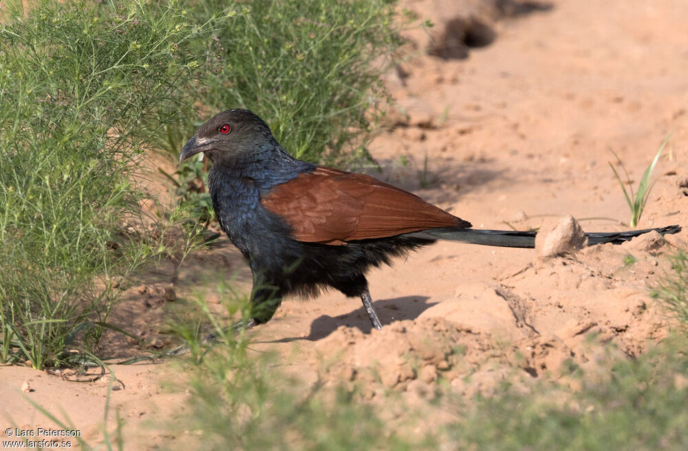 Greater Coucal