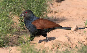 Grand Coucal