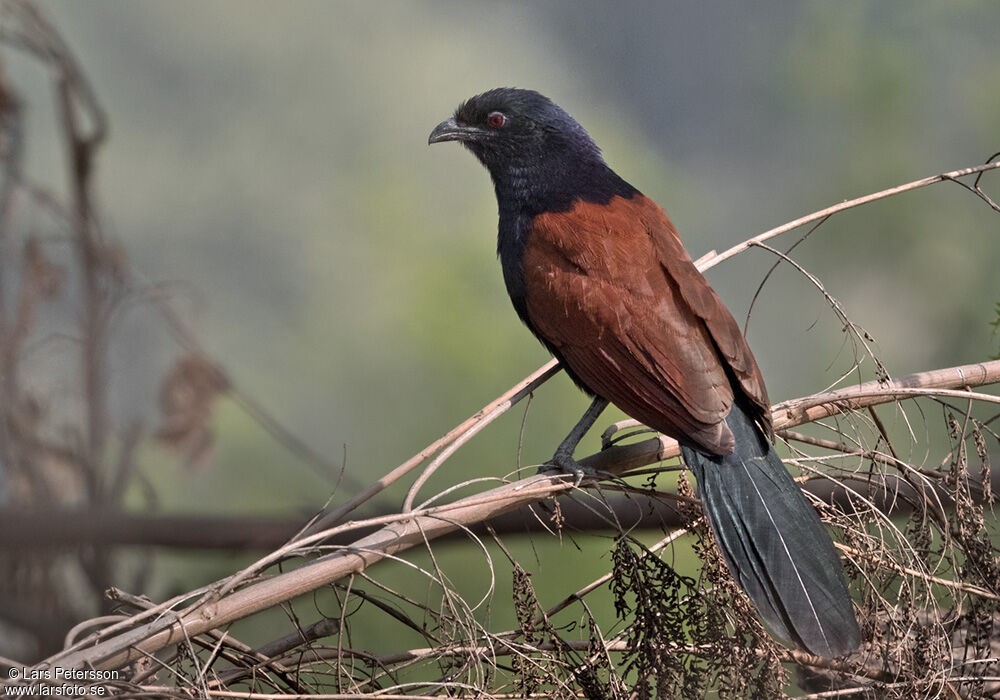 Grand Coucal