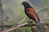 Grand Coucal