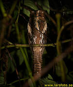 Feline Owlet-nightjar