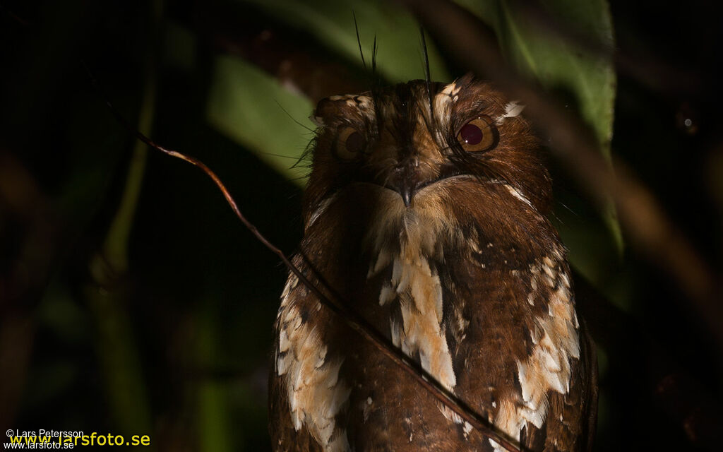 Feline Owlet-nightjar