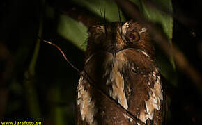 Feline Owlet-nightjar