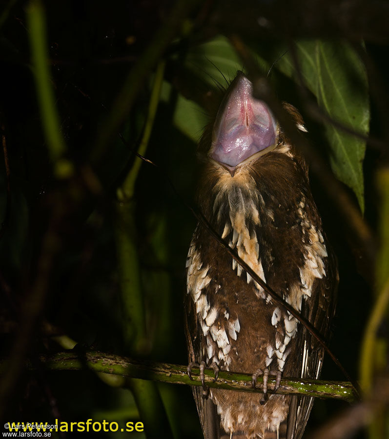 Feline Owlet-nightjar