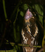 Feline Owlet-nightjar