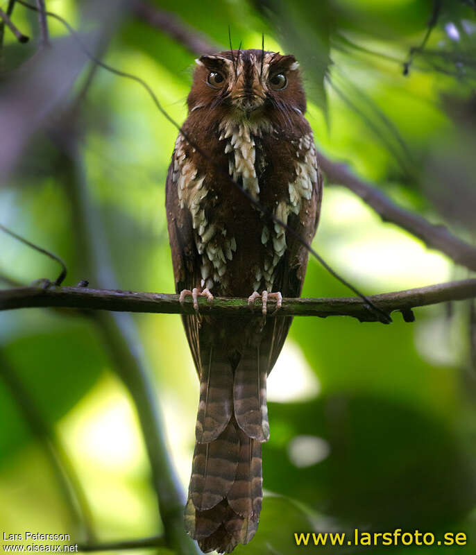 Feline Owlet-nightjar, identification