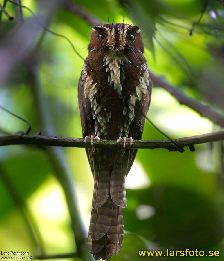 Feline Owlet-nightjar, identification