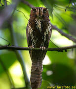 Feline Owlet-nightjar