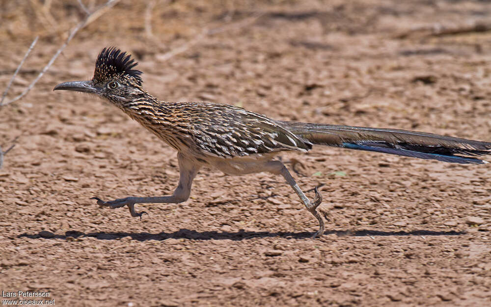 Greater Roadrunneradult, walking, Behaviour