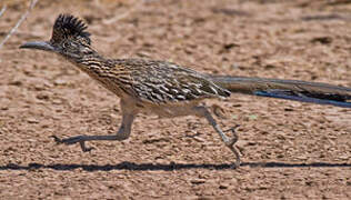 Greater Roadrunner