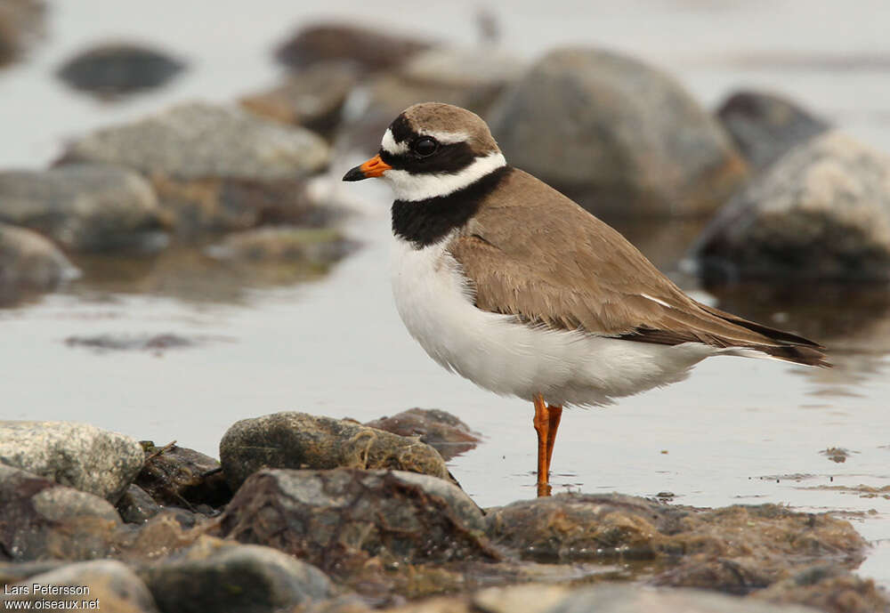 Common Ringed Plover male adult breeding, identification