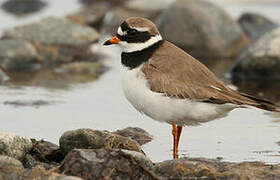 Common Ringed Plover