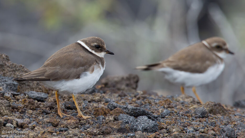 Common Ringed Plover