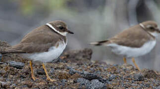 Common Ringed Plover