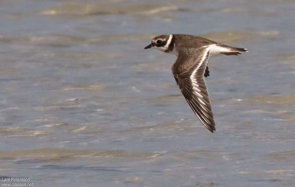 Common Ringed PloverFirst year, aspect, pigmentation, Flight