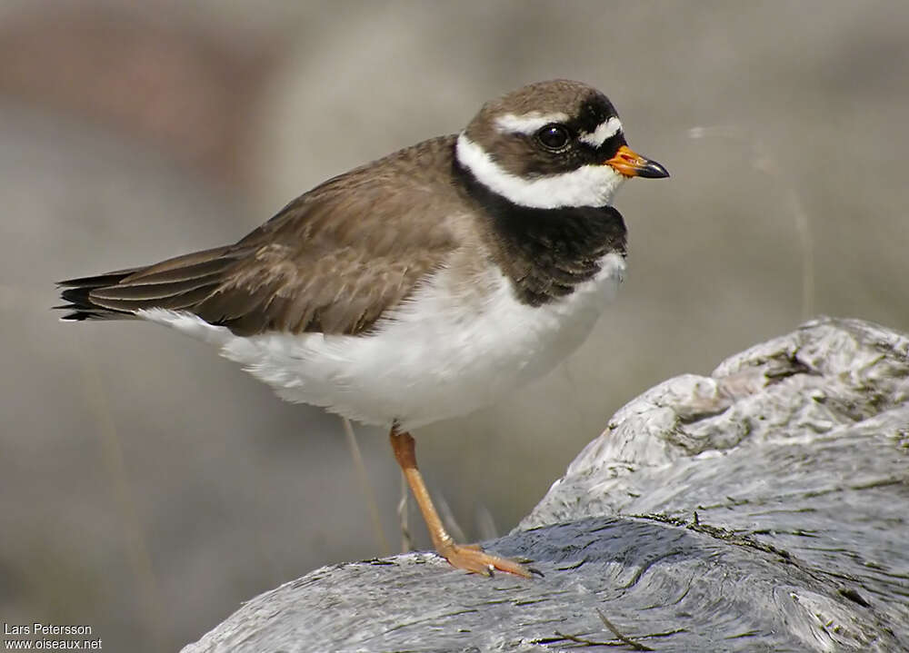 Common Ringed Plover female adult breeding, identification