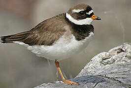 Common Ringed Plover