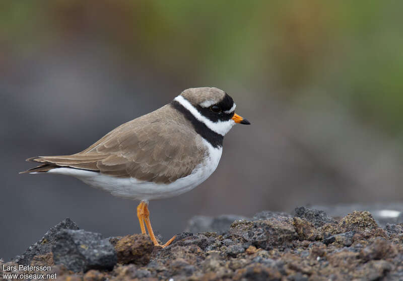 Common Ringed Plover male adult breeding, pigmentation