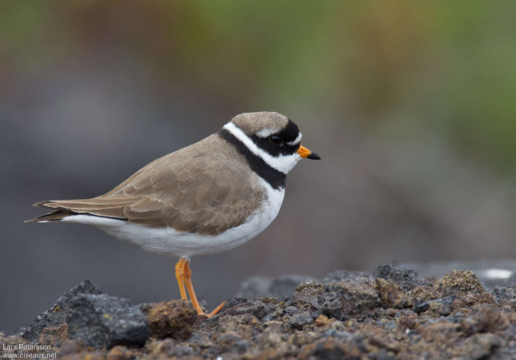 Common Ringed Plover male adult breeding, pigmentation