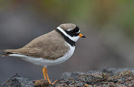 Common Ringed Plover