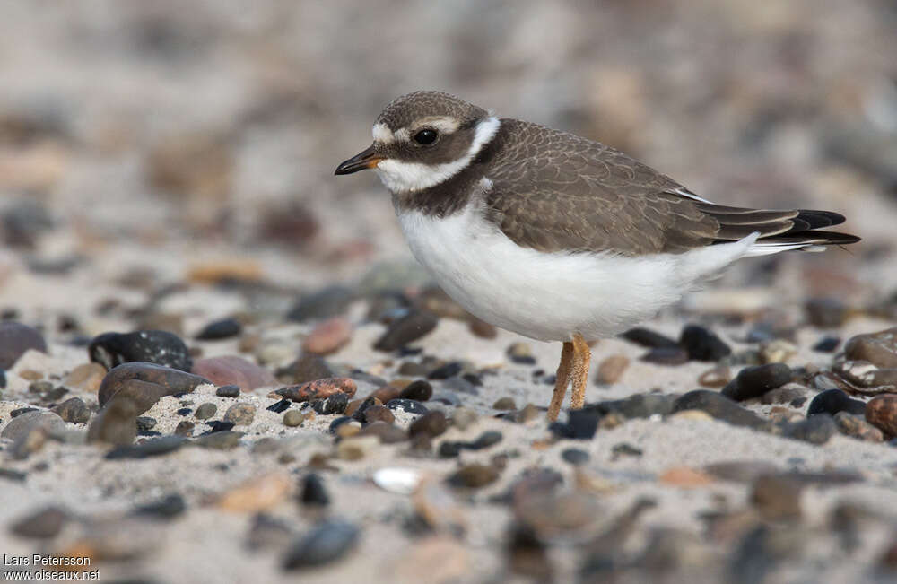 Common Ringed Ploverjuvenile, identification