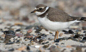 Common Ringed Plover