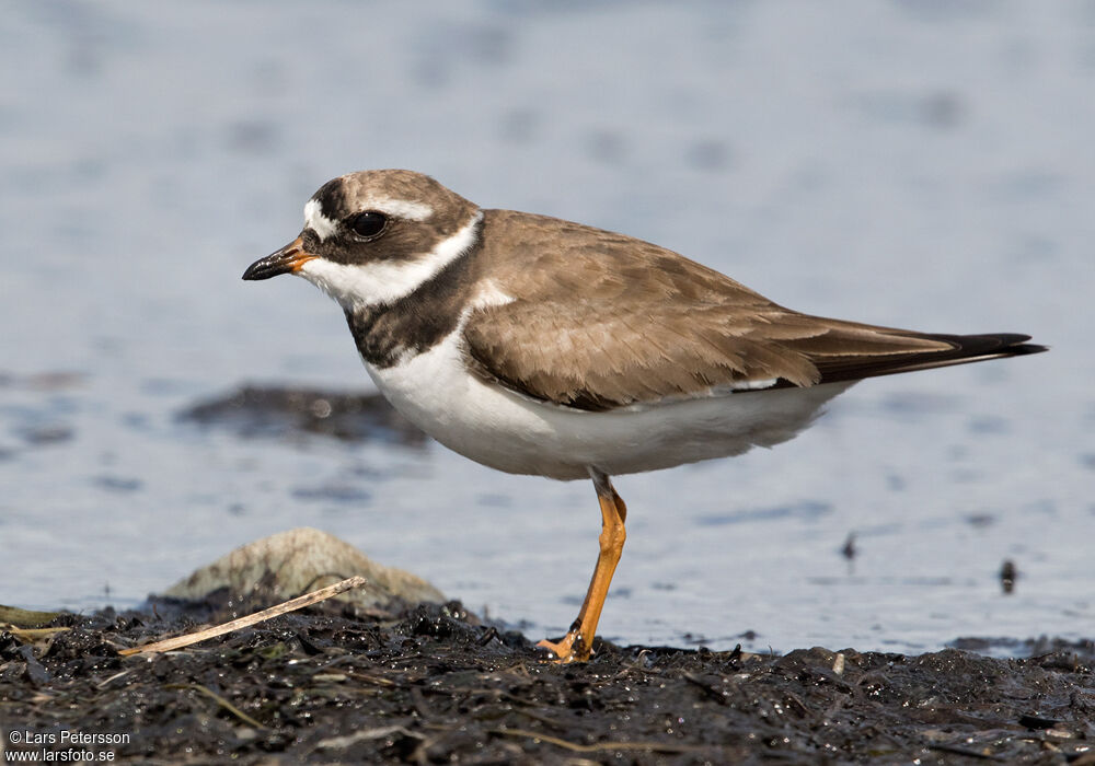 Common Ringed Plover