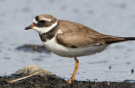 Common Ringed Plover