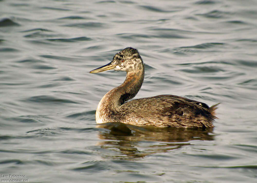 Great Grebejuvenile, identification