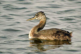 Great Grebe