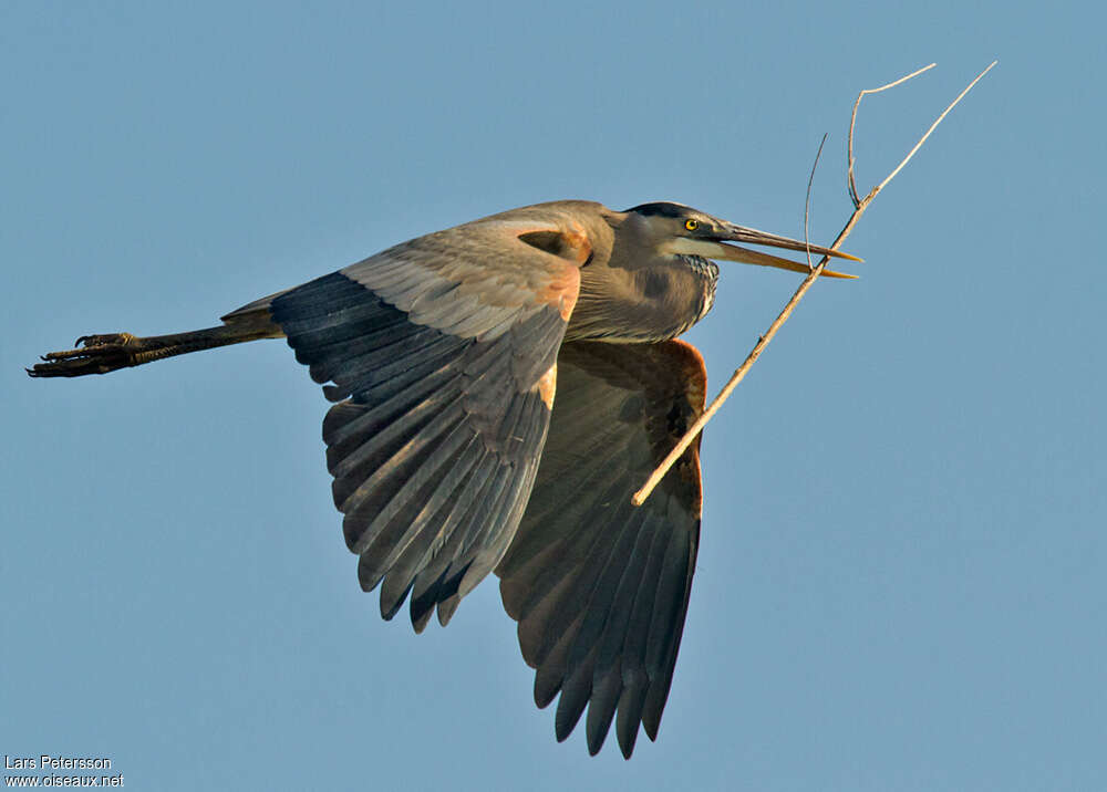 Great Blue Heronadult breeding, Flight, Reproduction-nesting