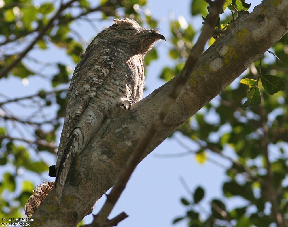 Great Potoo