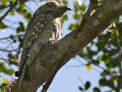 Great Potoo