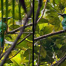 Grand Jacamar