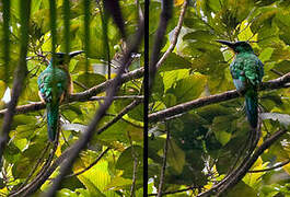 Great Jacamar