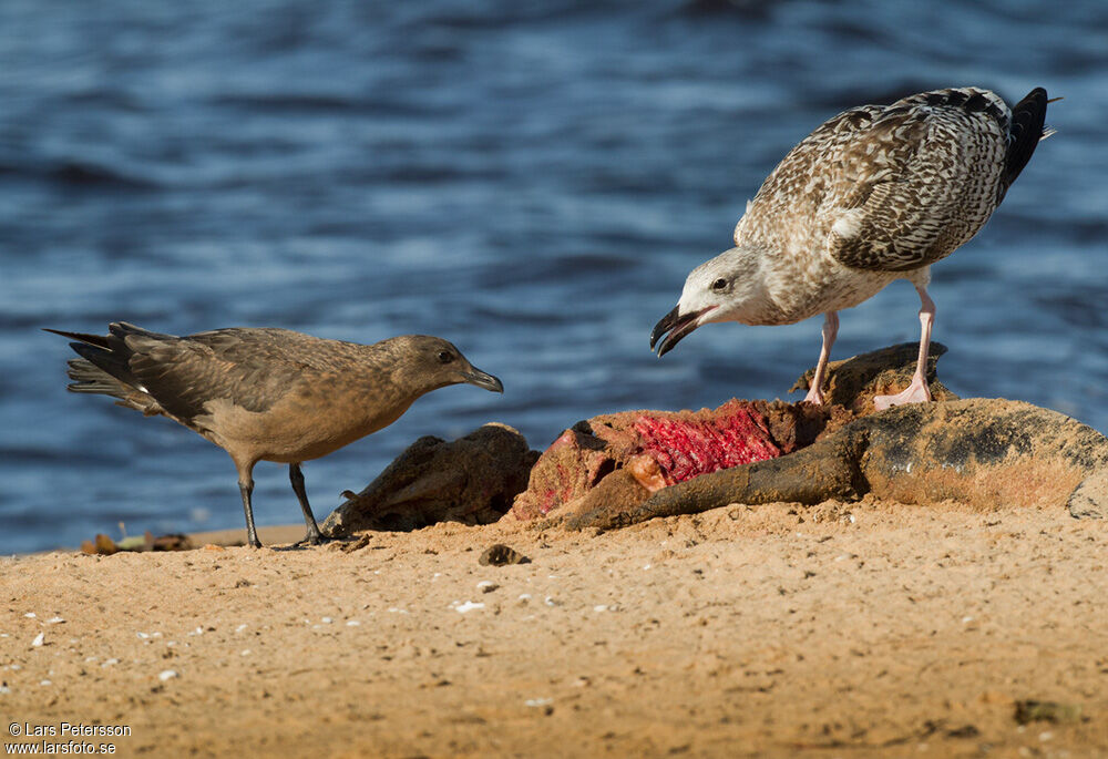 Great Skua