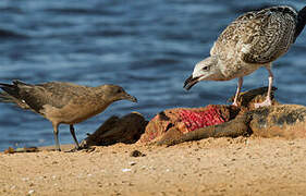 Great Skua