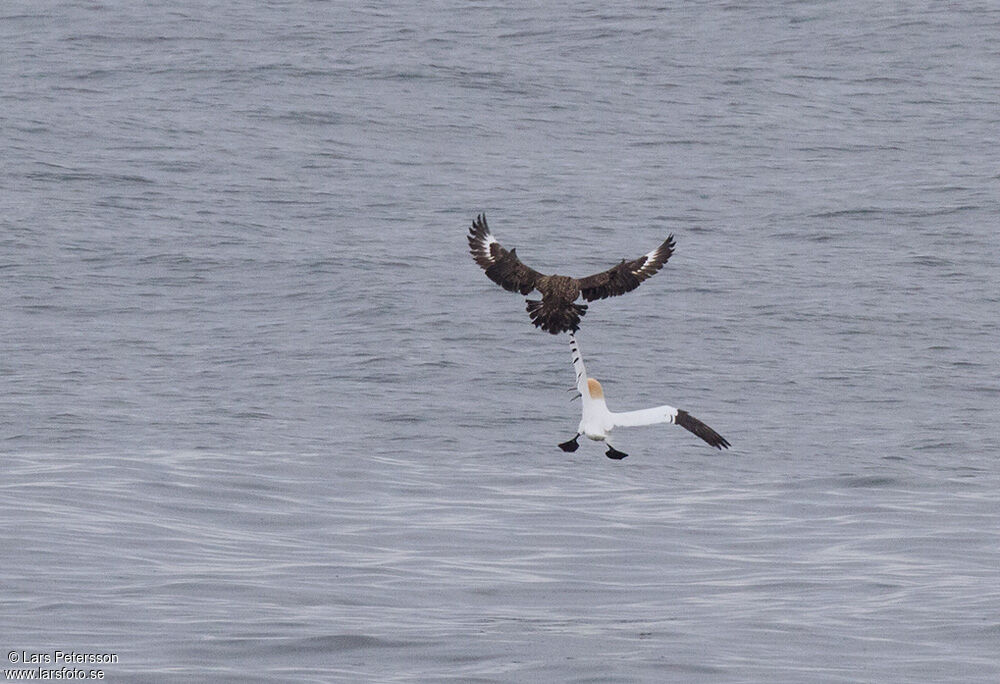 Great Skua