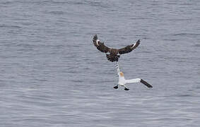 Great Skua